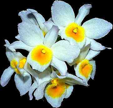 Dendrobium palpeprae